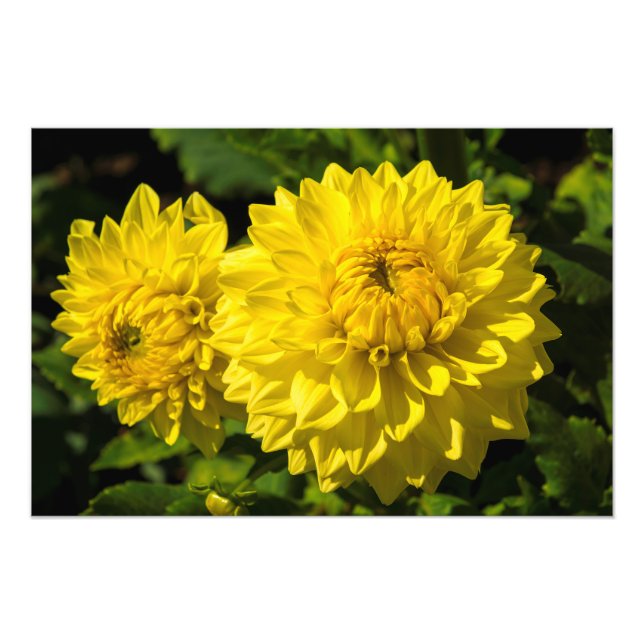 Inom Dahlia Garden 3 Fototryck (Framsidan)