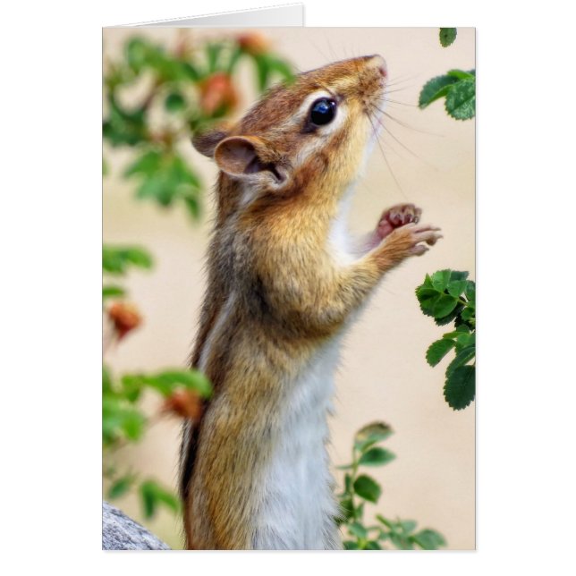 Inom Reach - Chipmunk Hälsningskort (Framsidan)