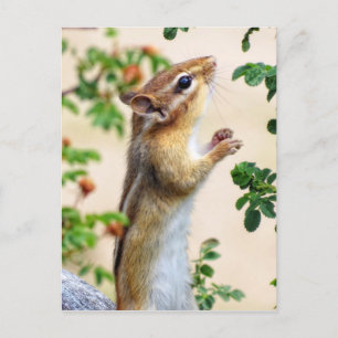 Inom Reach - Chipmunk Vykort
