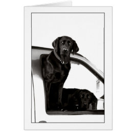 Inquisitive Black Labs Hälsningskort