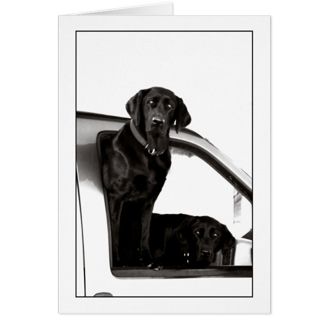 Inquisitive Black Labs Hälsningskort (Framsidan)