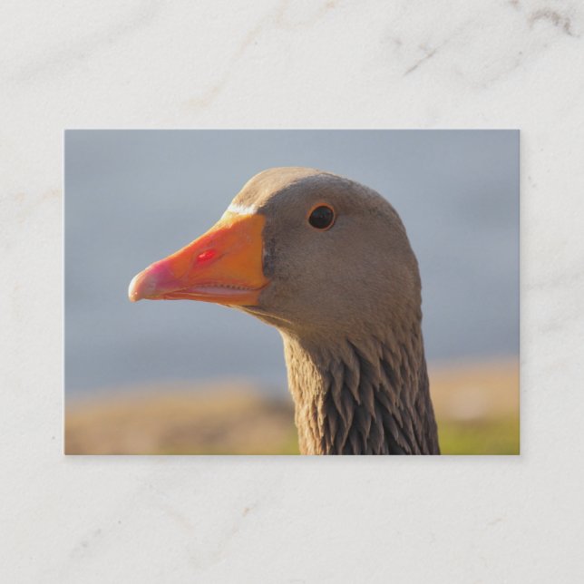 Inquisitive Greylag Goose Visitkort (Framsida)