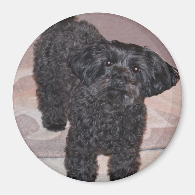 Inquisitive Yorkie Poo Magnet (Framsidan)