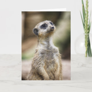 InquisitiveMeerkat Kort