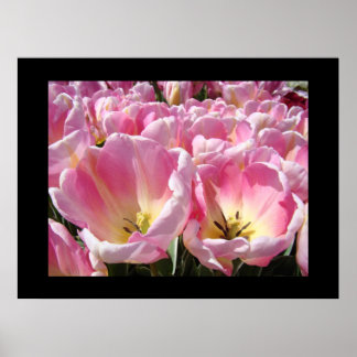 Inramade blomsterkonsttryck Rosa Tulpan Blommor Tr Poster