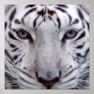 Inramat tryck för vit tiger
