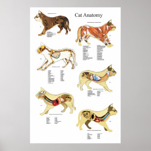 Inre kartlägger veterinär- organanatomi för katten poster