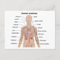 Inre organ Människokroppens anatomi Diagram