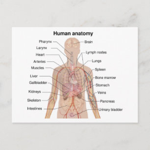 Inre organ Människokroppens anatomi Diagram Vykort