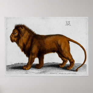 Inrista för Albrecht Durer färg som är lejont Poster