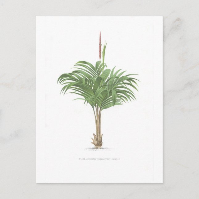 Insamling av handflatan teckning vykort (Framsida)