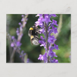 Insamlingskort för pollen i Humla Vykort