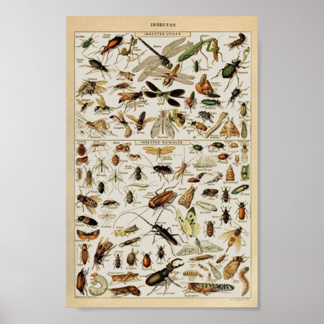 Insectes vintage Education Poster (Framsidan)