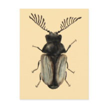 Insekt Älskare Art: Coola Beetle