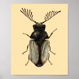 Insekt Älskare Beetle Art Poster