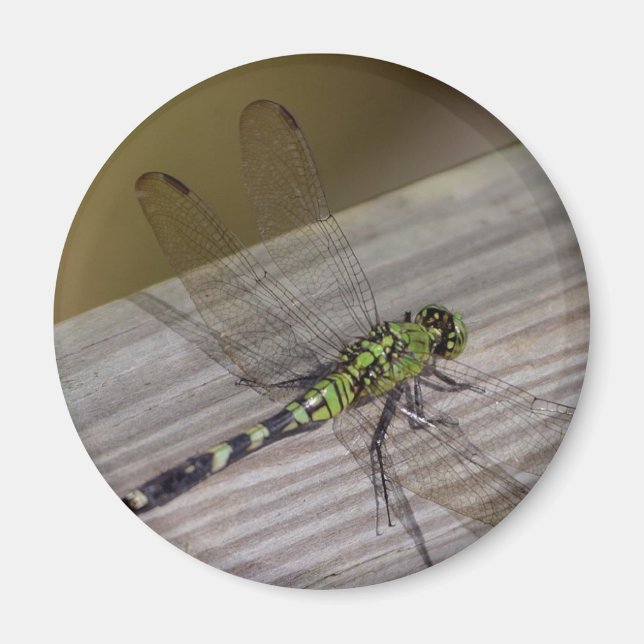 Insekt Dragonfly Magnet (Framsidan)