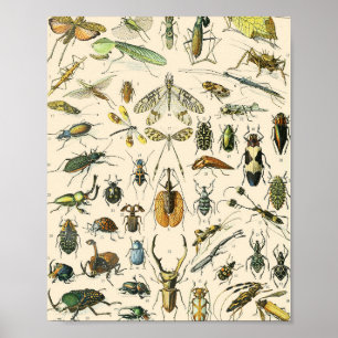 Insekt- och Kryp-diagram Vintage Entomologi Poster