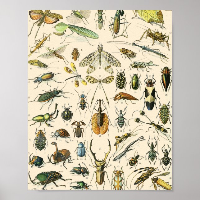Insekt- och Kryp-diagram Vintage Entomologi Poster (Framsidan)