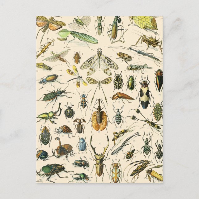 Insekt- och Kryp-diagram Vintage Entomologi Vykort (Framsida)