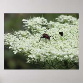 Insekt om Elderblomma Poster