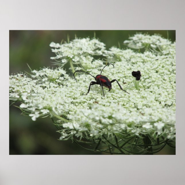 Insekt om Elderblomma Poster (Framsidan)