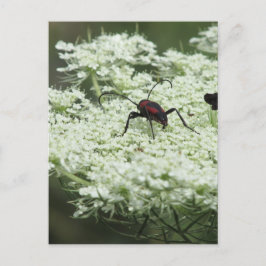 Insekt om Elderblomma Vykort