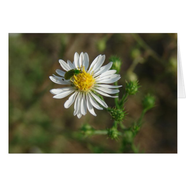 Insekt på blomman hälsningskort (Framsidan Horizontal)