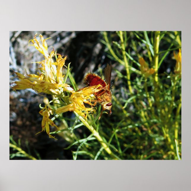 Insekt på en blomma poster (Framsidan)