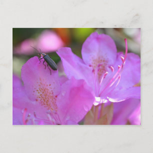 Insekt på Rosa Azaleas Flower Vykort