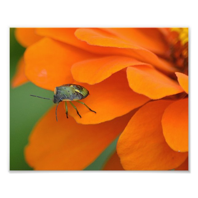 Insekt vid fotoutskrift i blomma fototryck (Framsidan)
