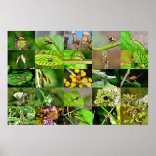 Insekten - kollage poster