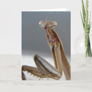 Insekten Mantis Kort