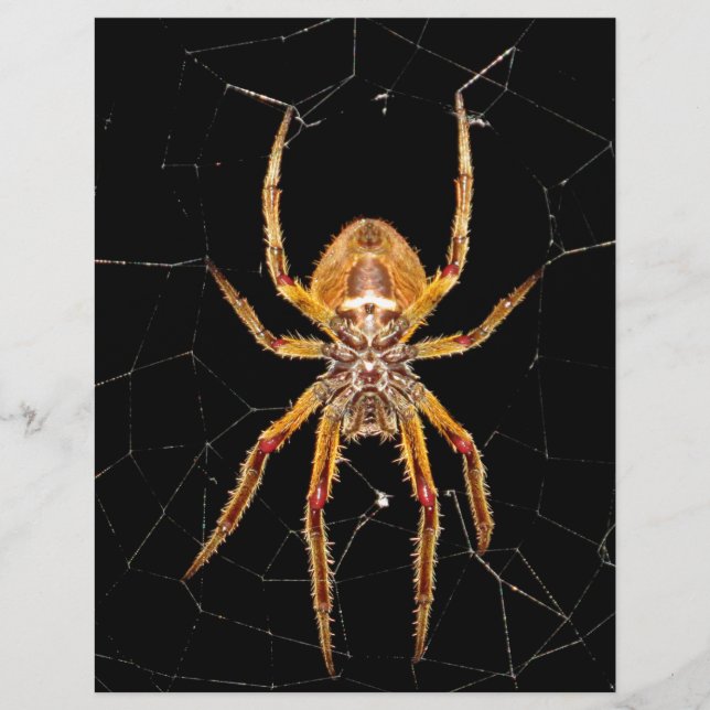 insektens makrospindelkolombia (Framsida)