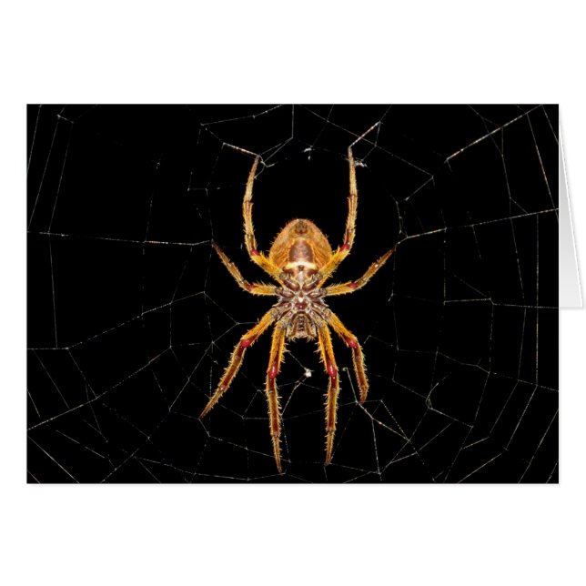 insektens makrospindelkolombia hälsningskort (Framsidan Horizontal)