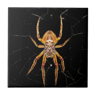 insektens makrospindelkolombia kakelplatta