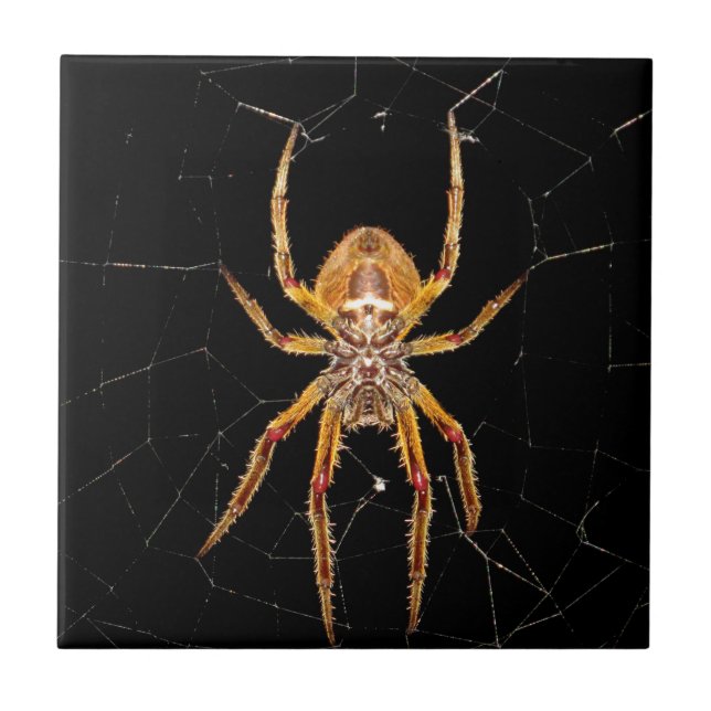 insektens makrospindelkolombia kakelplatta (Framsidan)