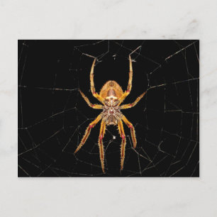 insektens makrospindelkolombia vykort