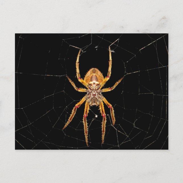 insektens makrospindelkolombia vykort (Framsida)