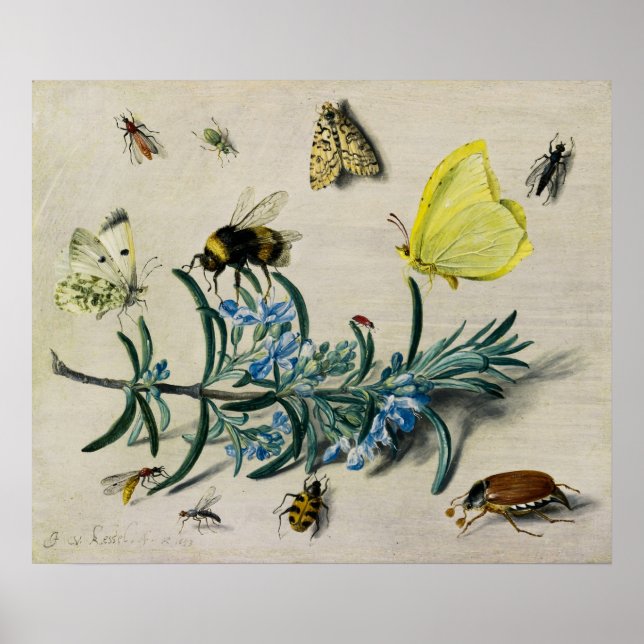 Insekter av Jan van Kessel den äldre Poster (Framsidan)