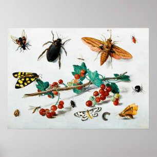 Insekter av Jan van Kessel den äldre Poster