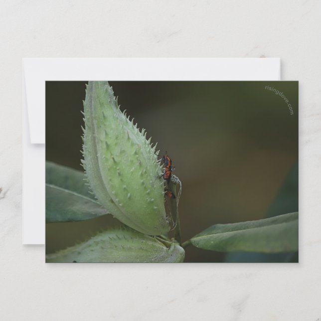 Insekter Feast: Oncopeltus fasciatus/Sarcophagidae (Framsida)