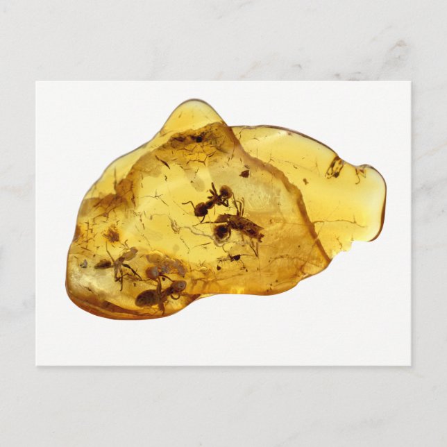 Insekter i bärnsten vykort (Framsida)