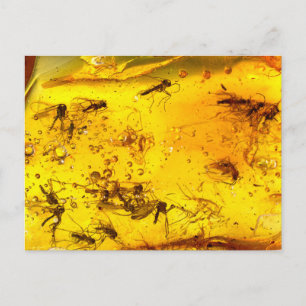 Insekter i gult vykort