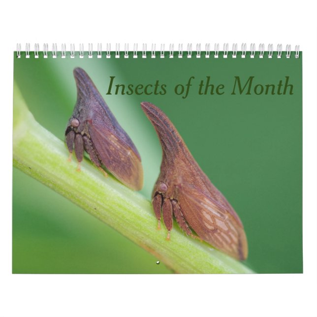 Insekter i månadskalendern kalender (Omslag)