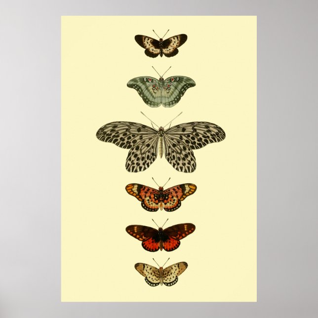 Insekter insamling av fjäril poster (Framsidan)