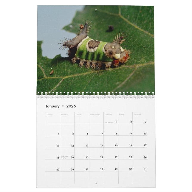 Insekter kalender (Jan 2026)