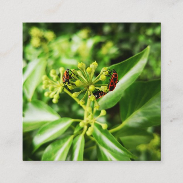 insekter på grönt kort (Framsida)