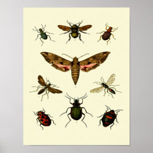 Insekter utskrift av 9 vintagars insektra poster
