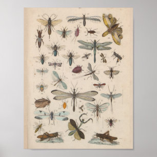 Insekter utskrift av vintage Färg Poster