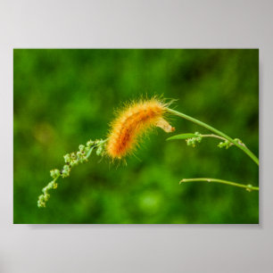 Insekterna i Gulten Wooly Mask Poster i vattenpela